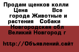 Продам щенков колли › Цена ­ 15 000 - Все города Животные и растения » Собаки   . Новгородская обл.,Великий Новгород г.